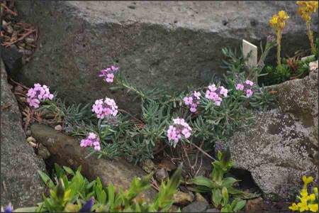 Aethionema shistosum